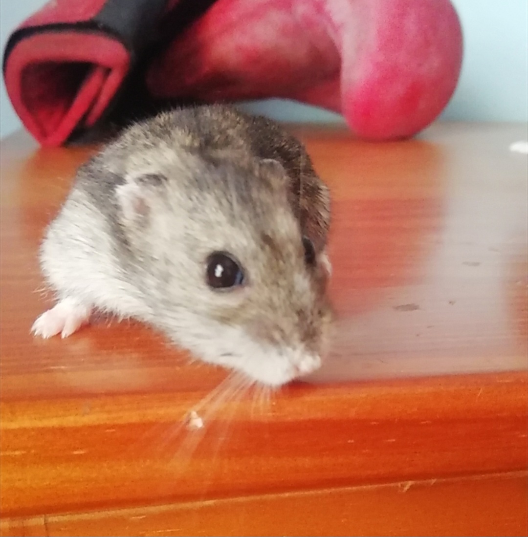 Laura - Setúbal - Cuidados para Animais de Estimação