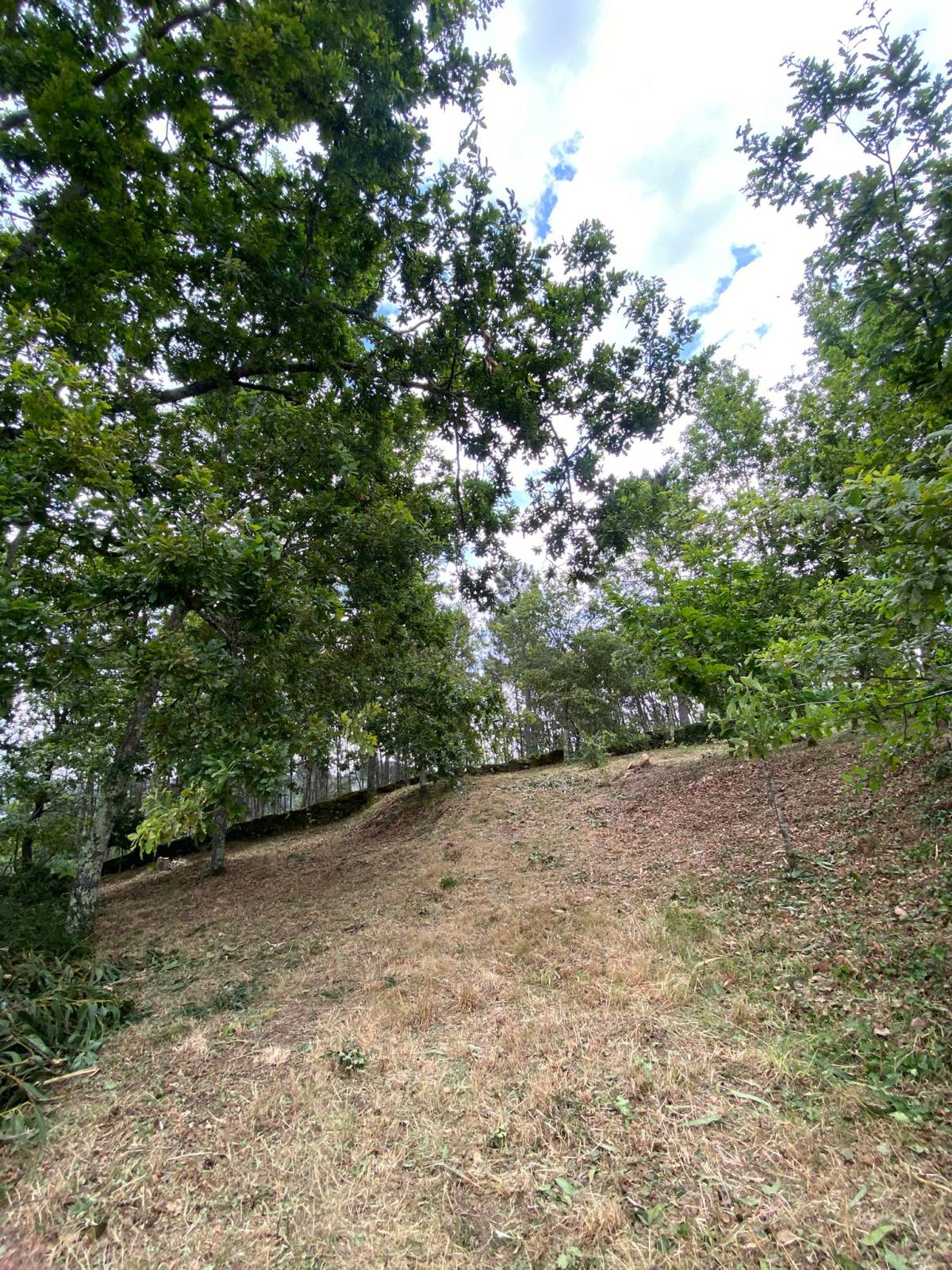 Especialista de Limpeza de Terrenos