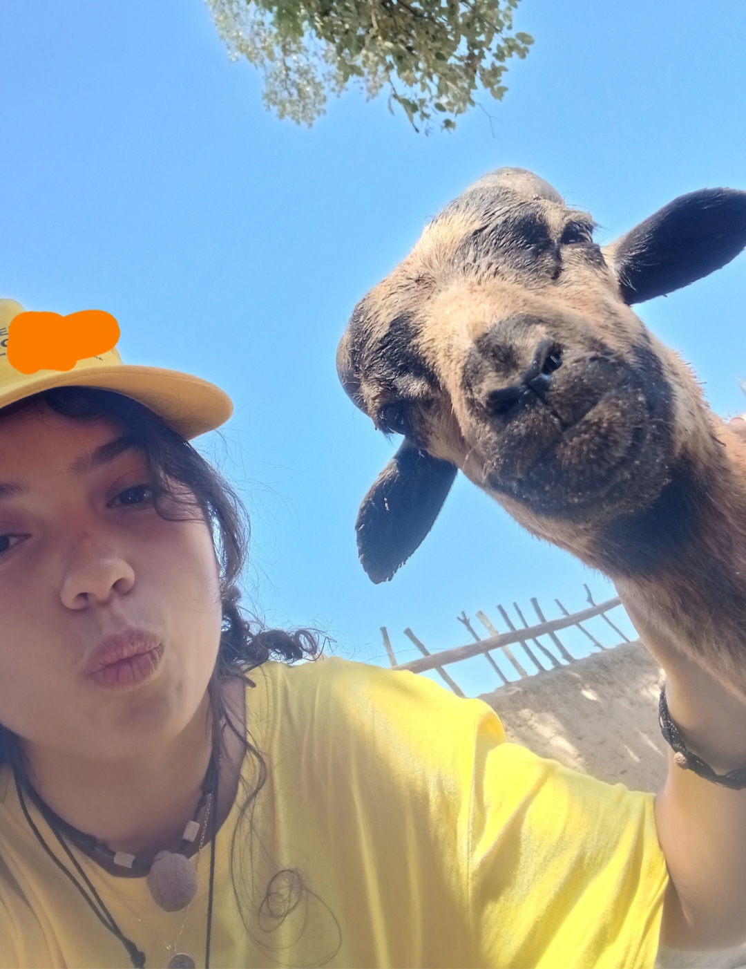 Laura - Setúbal - Banhos e Tosquias para Animais