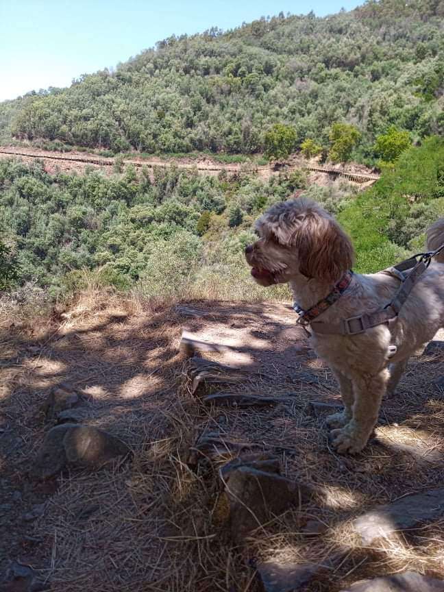 André Lopes - Alcobaça - Pet Sitting