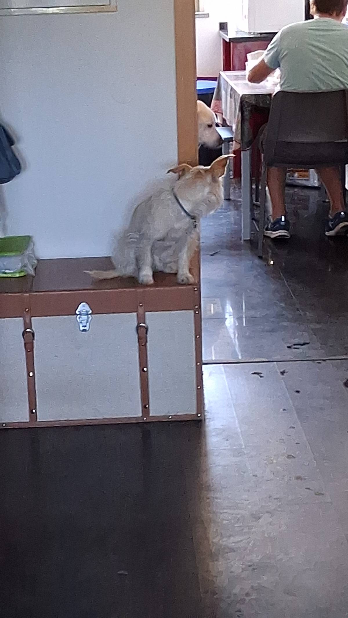 Helena - Albufeira - Dog Sitting