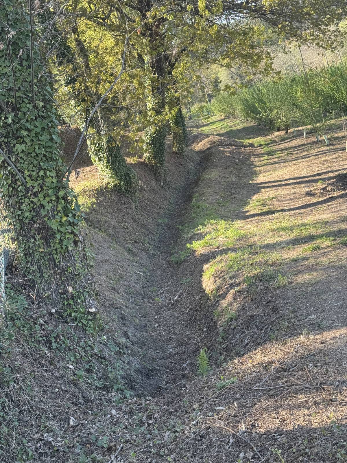 Ruralidades - Fafe - Trituración y eliminación de tocones