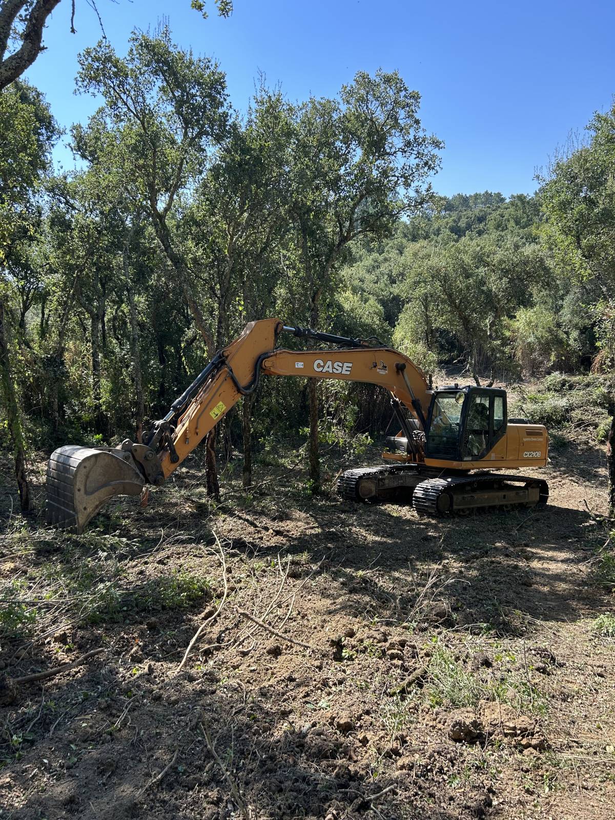 Bernardo Cartaxo - Cadaval - Poda e Manutenção de Árvores