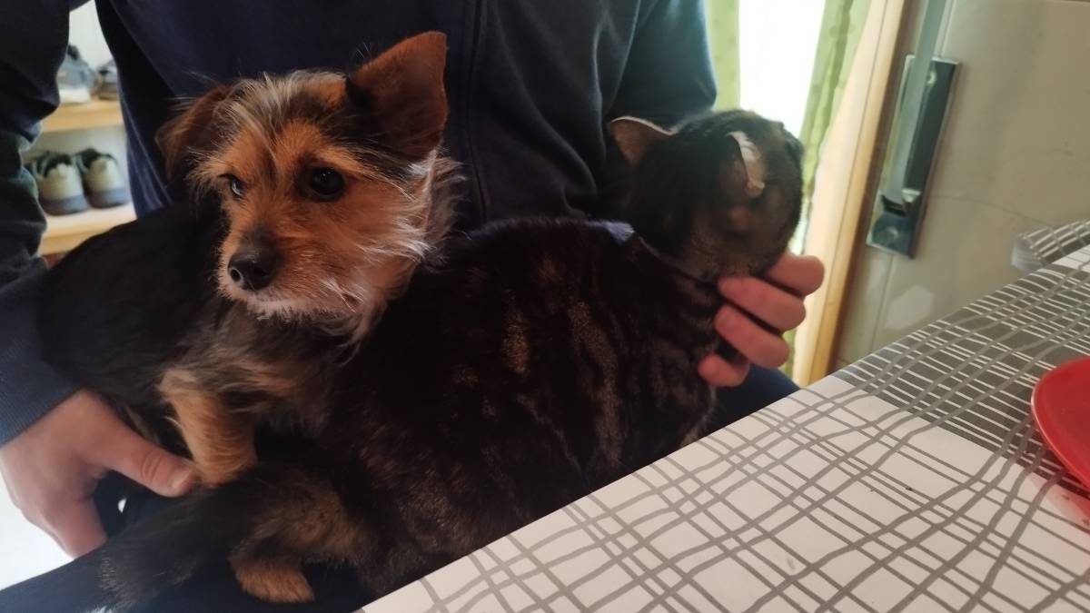 Pawlapetcare - Vila Nova de Famalicão - Pet Sitting e Pet Walking
