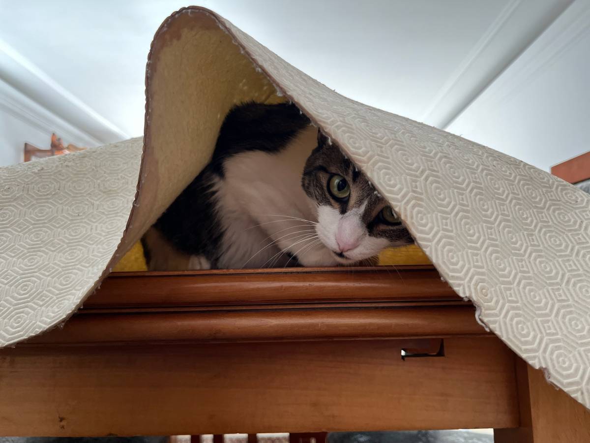 Marta - Sintra - Banhos e Tosquias para Animais