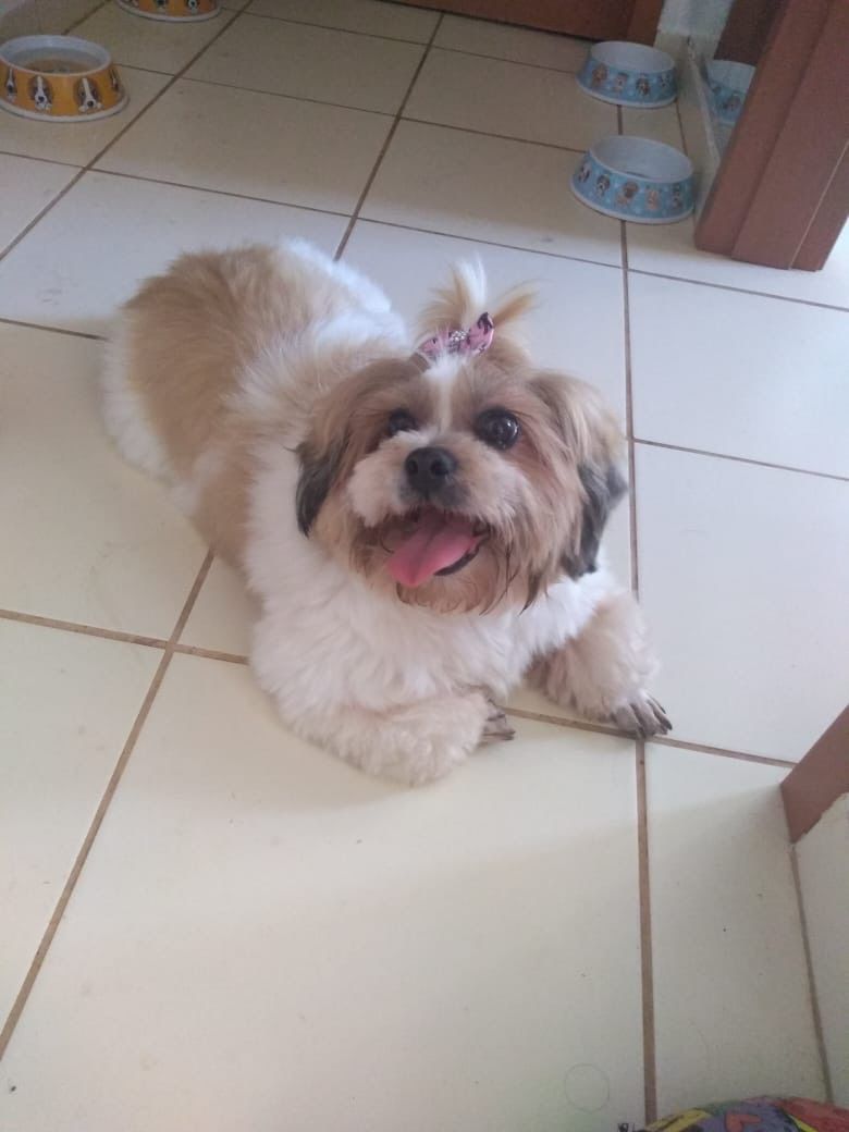 Duda´s PetSitter & PetWalking - Oeiras - Cat Sitting