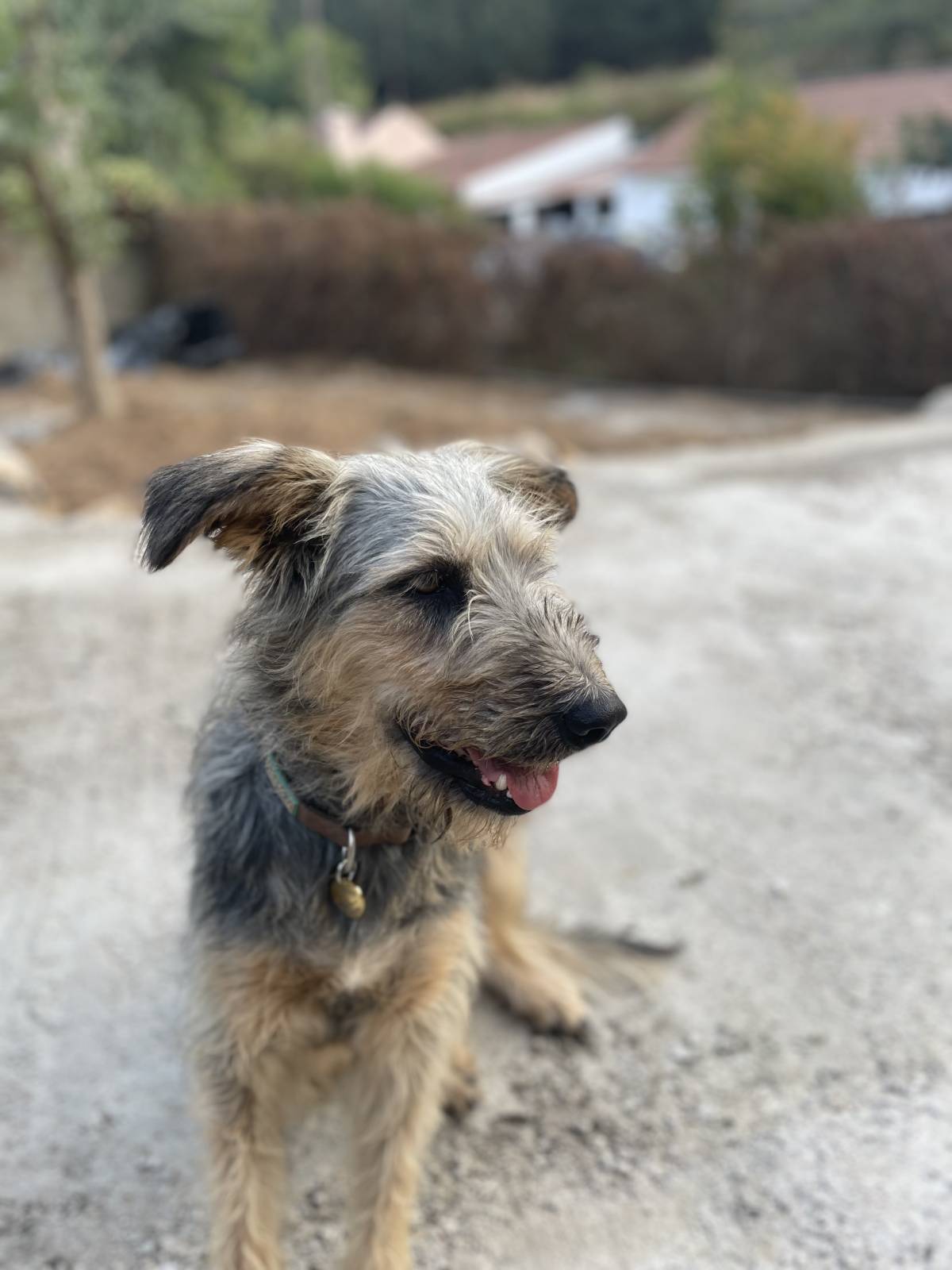 Inês - Sintra - Garde d'animaux