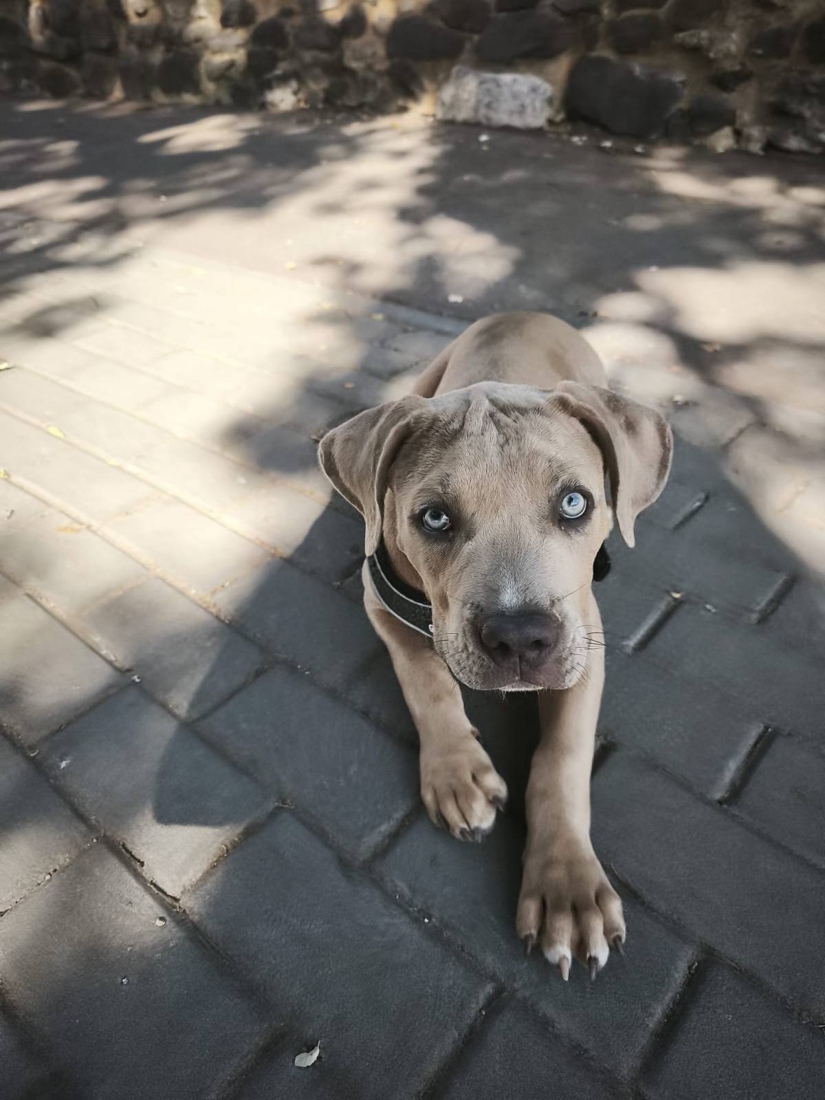 Inês - Sintra - Éducation canine