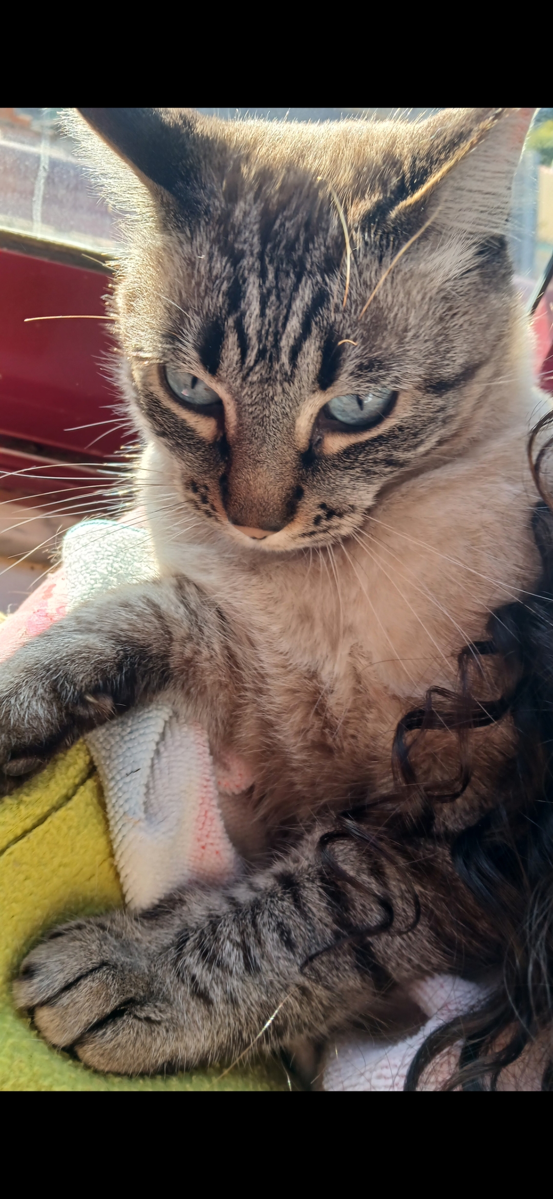 Laura - Setúbal - Pet Sitting e Pet Walking