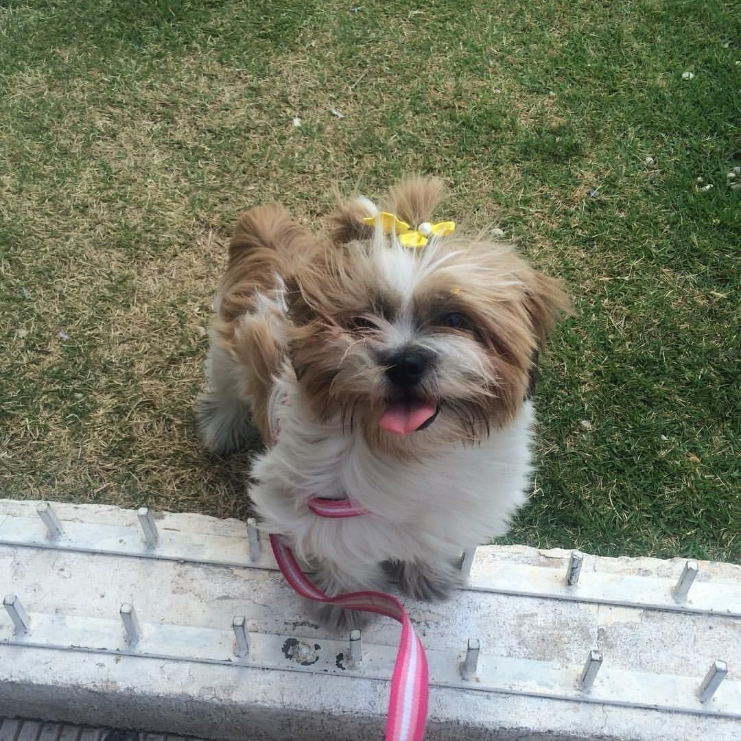 Duda´s PetSitter & PetWalking - Oeiras - Cat Sitting