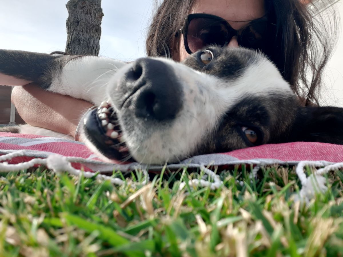 Anabela Oliveira - Vila Franca de Xira - Banhos e Tosquias para Animais