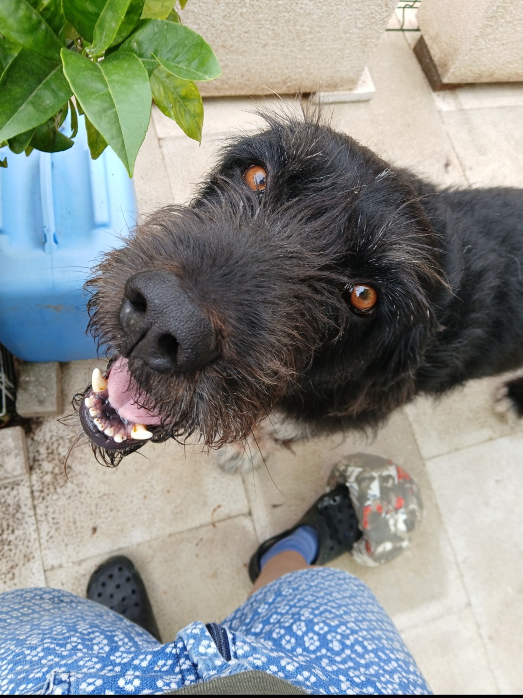 Laura - Setúbal - Dog Sitting