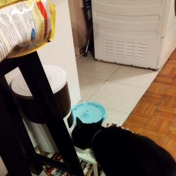 Pawlapetcare - Vila Nova de Famalicão - Dog Sitting