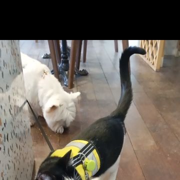 Sky Serviços - Lisboa - Pet Sitting and Walking