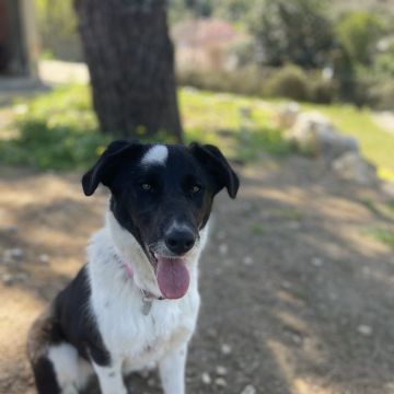 Inês - Sintra - Promenade de chiens