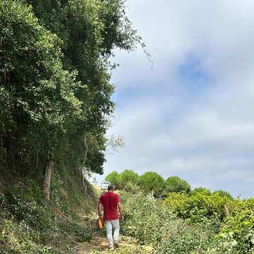Bernardo Cartaxo - Cadaval - Tratamento de Relvado