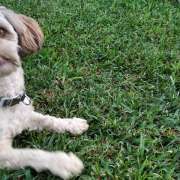 André Lopes - Alcobaça - Dog Walking