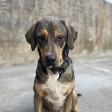 Inês - Sintra - Garde de chiens