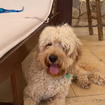 Inês - Sintra - Éducation canine - cours