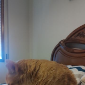 Pawlapetcare - Vila Nova de Famalicão - Hotel para Cães