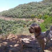 André Lopes - Alcobaça - Dog Sitting