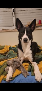 Treinador de Cães