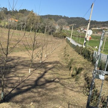 Ruralidades - Fafe - Eliminación de arbustos