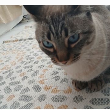 Laura - Setúbal - Banhos e Tosquias para Animais