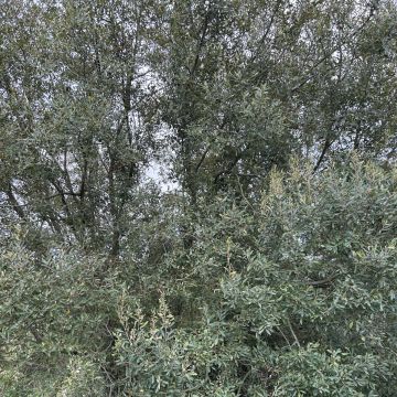 Bernardo Cartaxo - Cadaval - Paisagismo Exterior