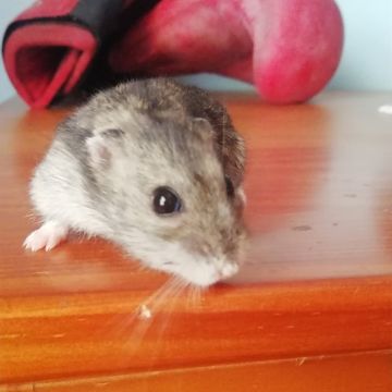 Laura - Setúbal - Cuidados para Animais de Estimação