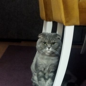 Pawlapetcare - Vila Nova de Famalicão - Pet Sitting