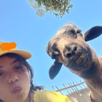 Laura - Setúbal - Banhos e Tosquias para Animais