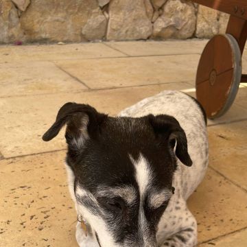 Inês - Sintra - Promenade de chiens