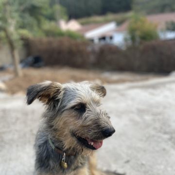 Inês - Sintra - Garde d'animaux