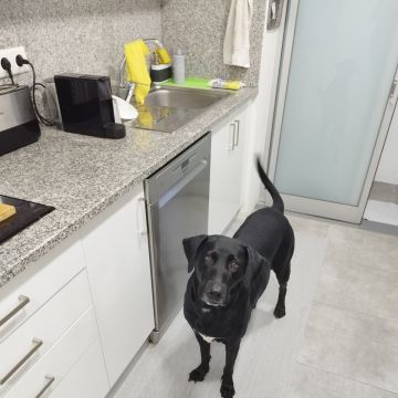 Pawlapetcare - Vila Nova de Famalicão - Cat Sitting