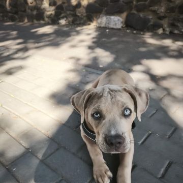 Inês - Sintra - Éducation canine
