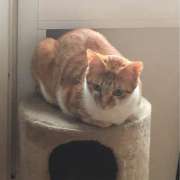 Catsitting - Lisboa - Dog Hotel
