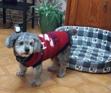 Hotel para Cães