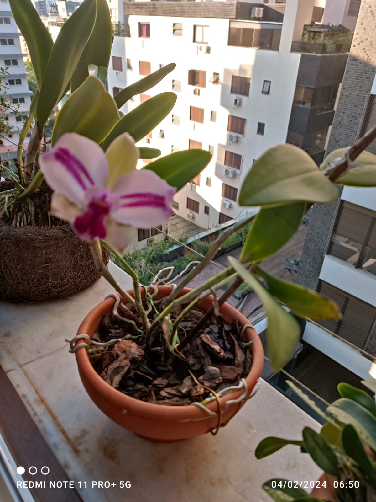 SalviA Plantas Plantsitter - Cascais - Plant Sitting