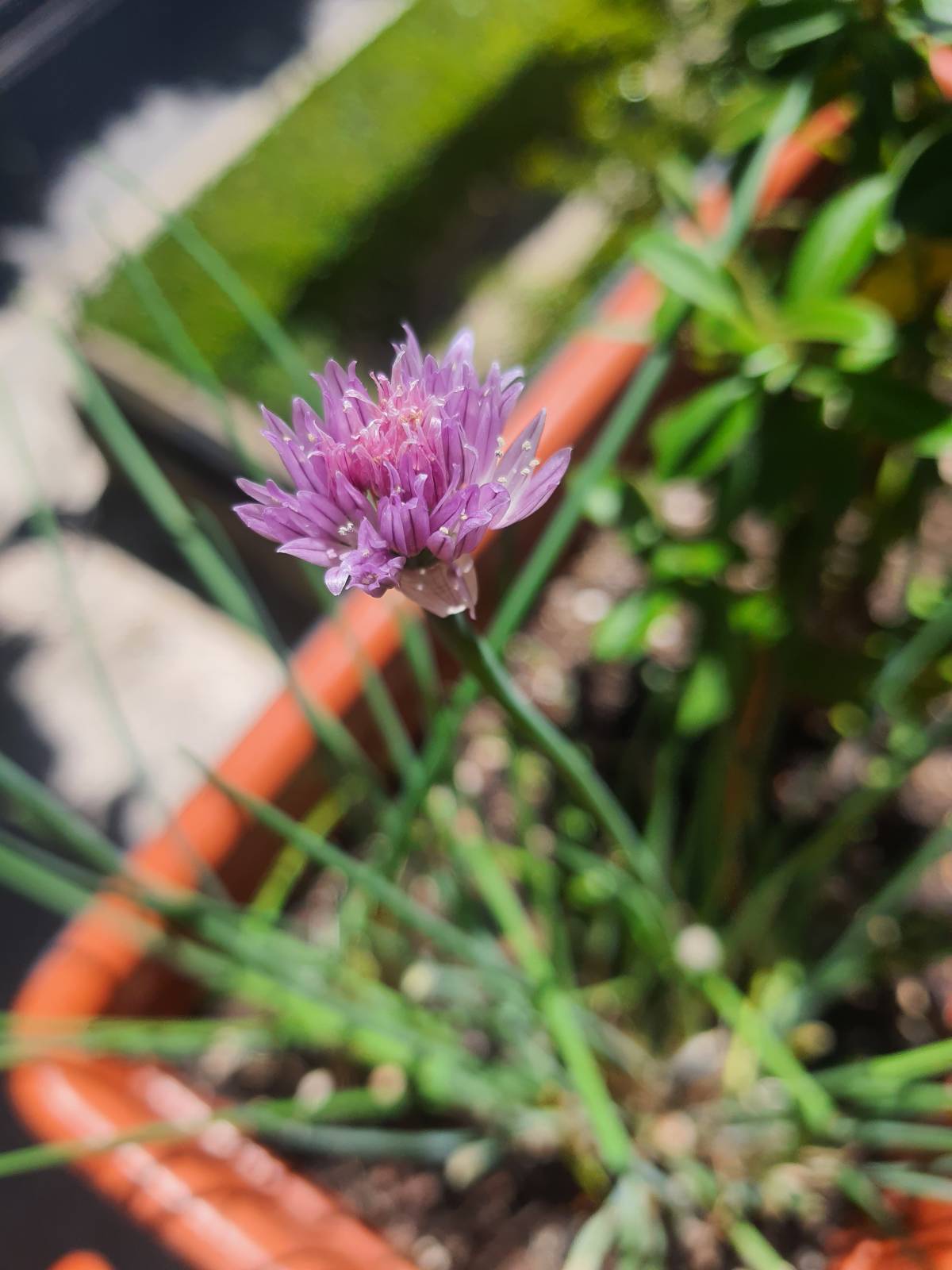 SalviA Plantas Plantsitter - Cascais - House Sitting