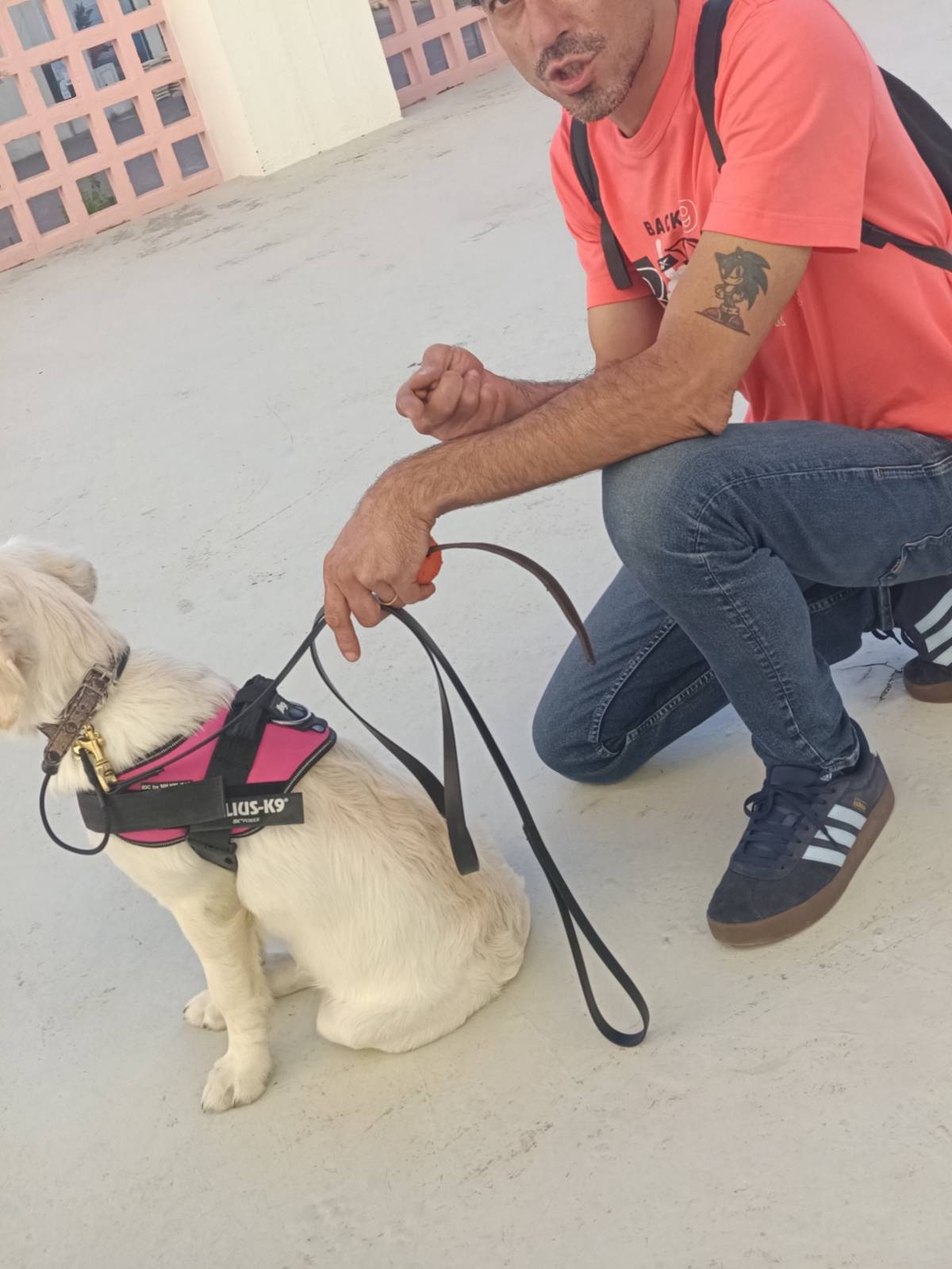 Dog Training - Private Lessons