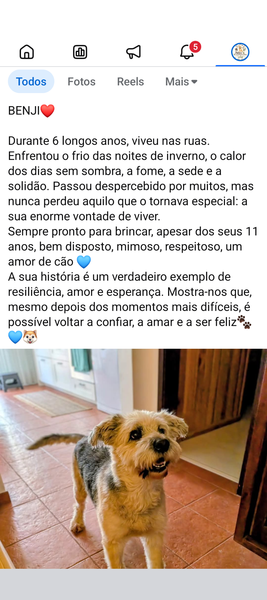 Patas & Companhia - Seixal - Hundepension