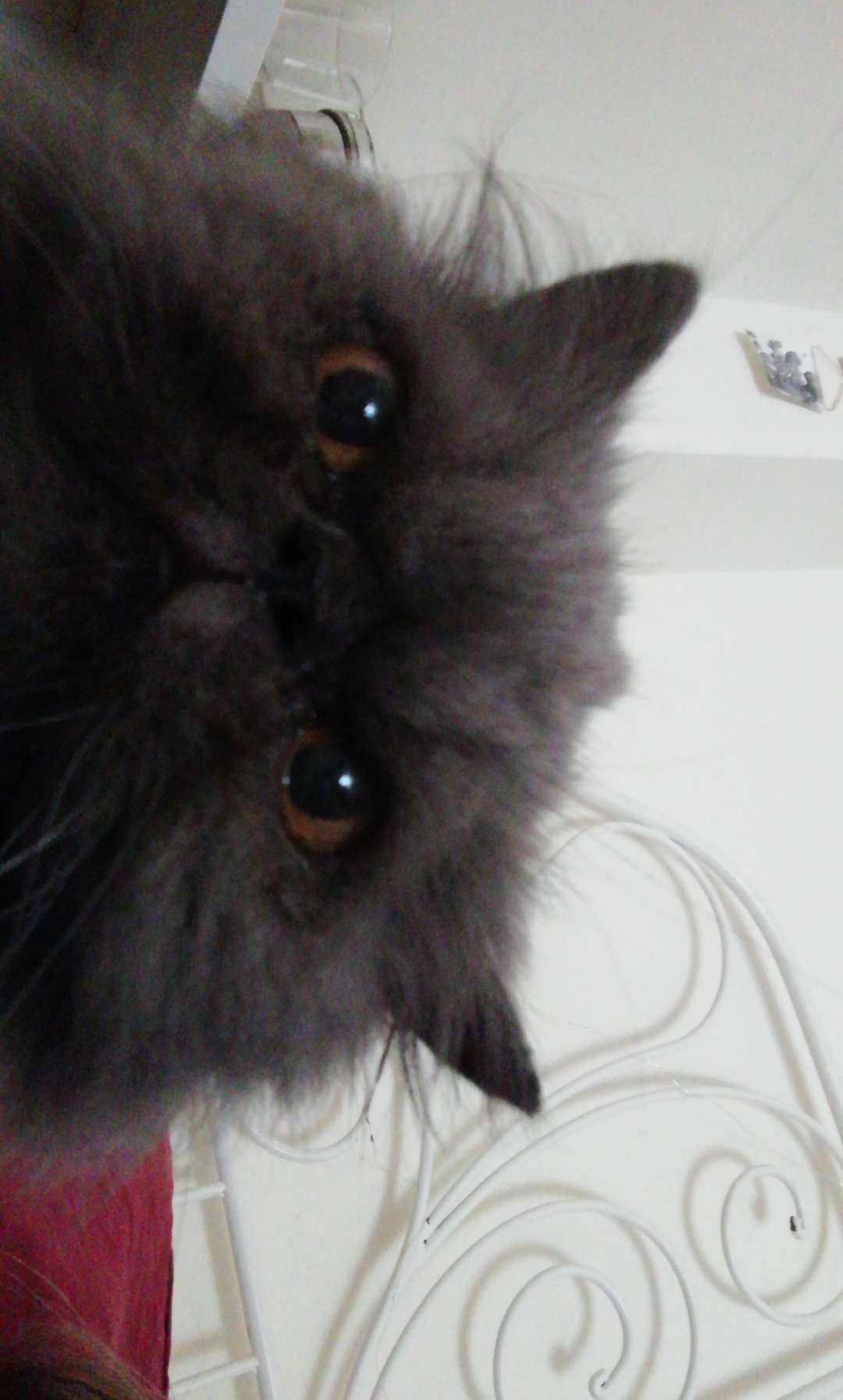 Mariana Melo - Valongo - Cuidar tus gatos