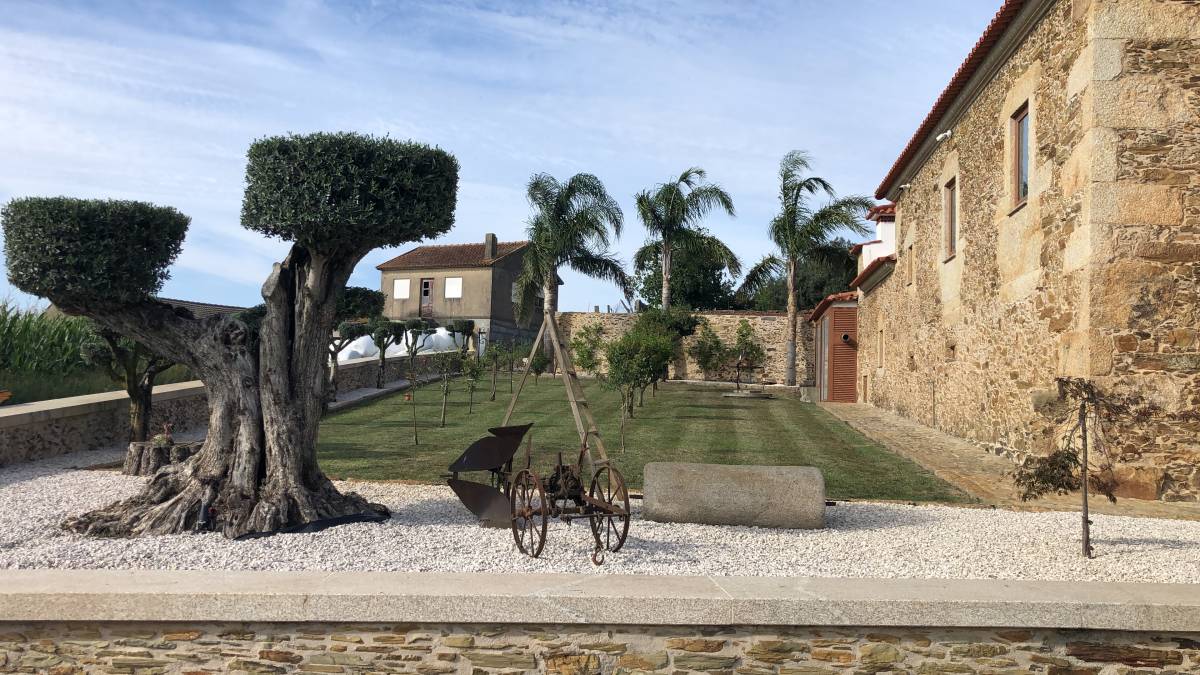 Vicente - Póvoa de Varzim - Tree Trimming and Maintenance