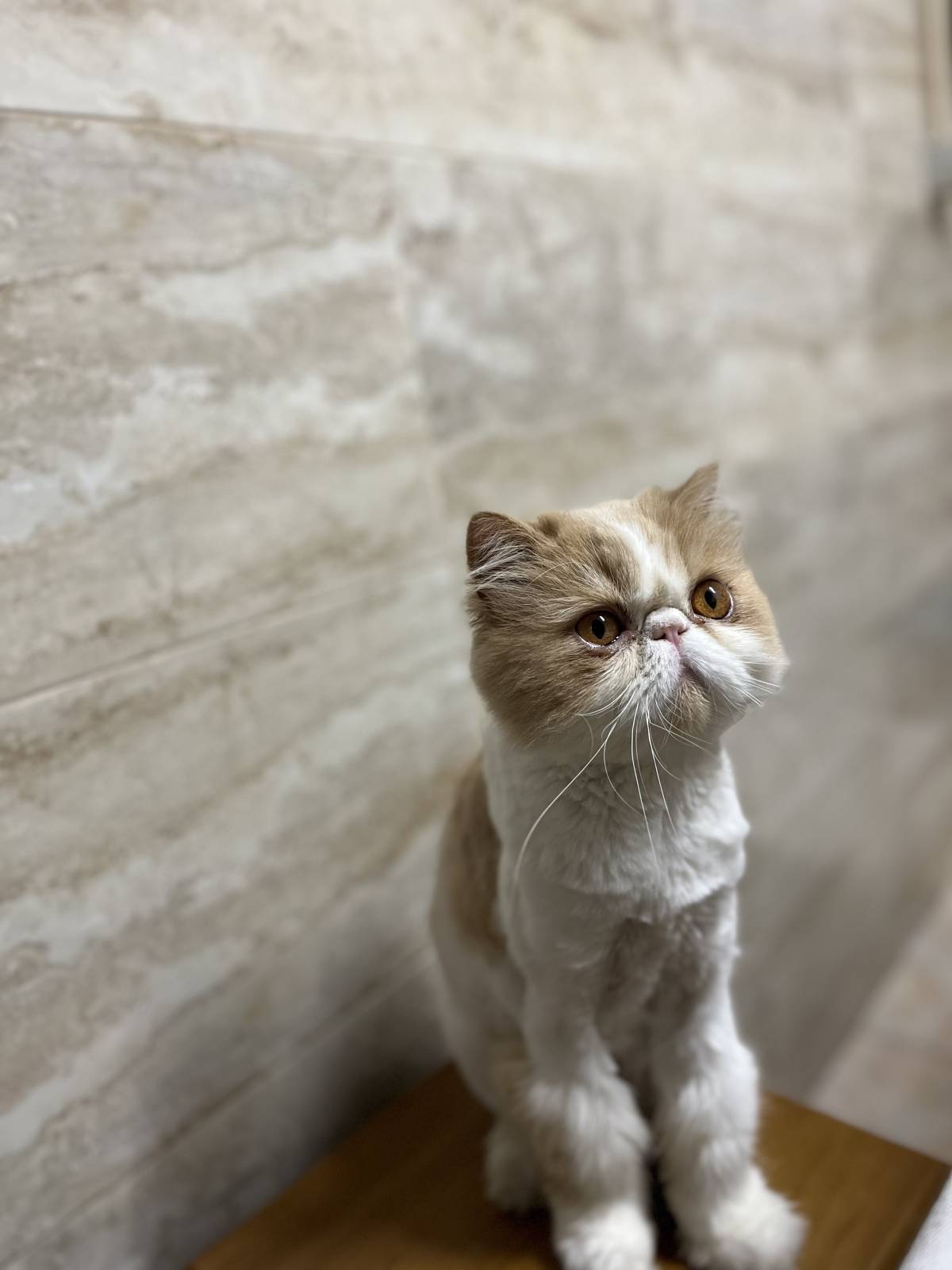 Luísa Amaro - Vila Nova de Cerveira - Cat Sitting