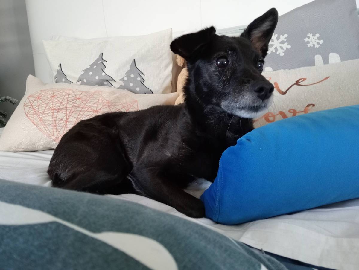 Pet Sitting and Dog Walker - Sintra - Dog Sitting