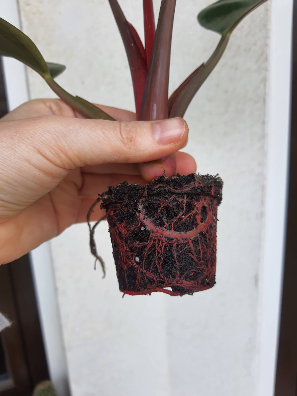 SalviA Plantas Plantsitter - Cascais - House Sitting e Gestão de Propriedades
