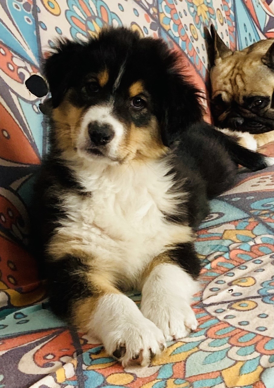 Sofia lopes - Figueira da Foz - Dog Hotel
