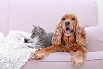 Pet Sitting and Dog Walker - Sintra - Cat Sitting