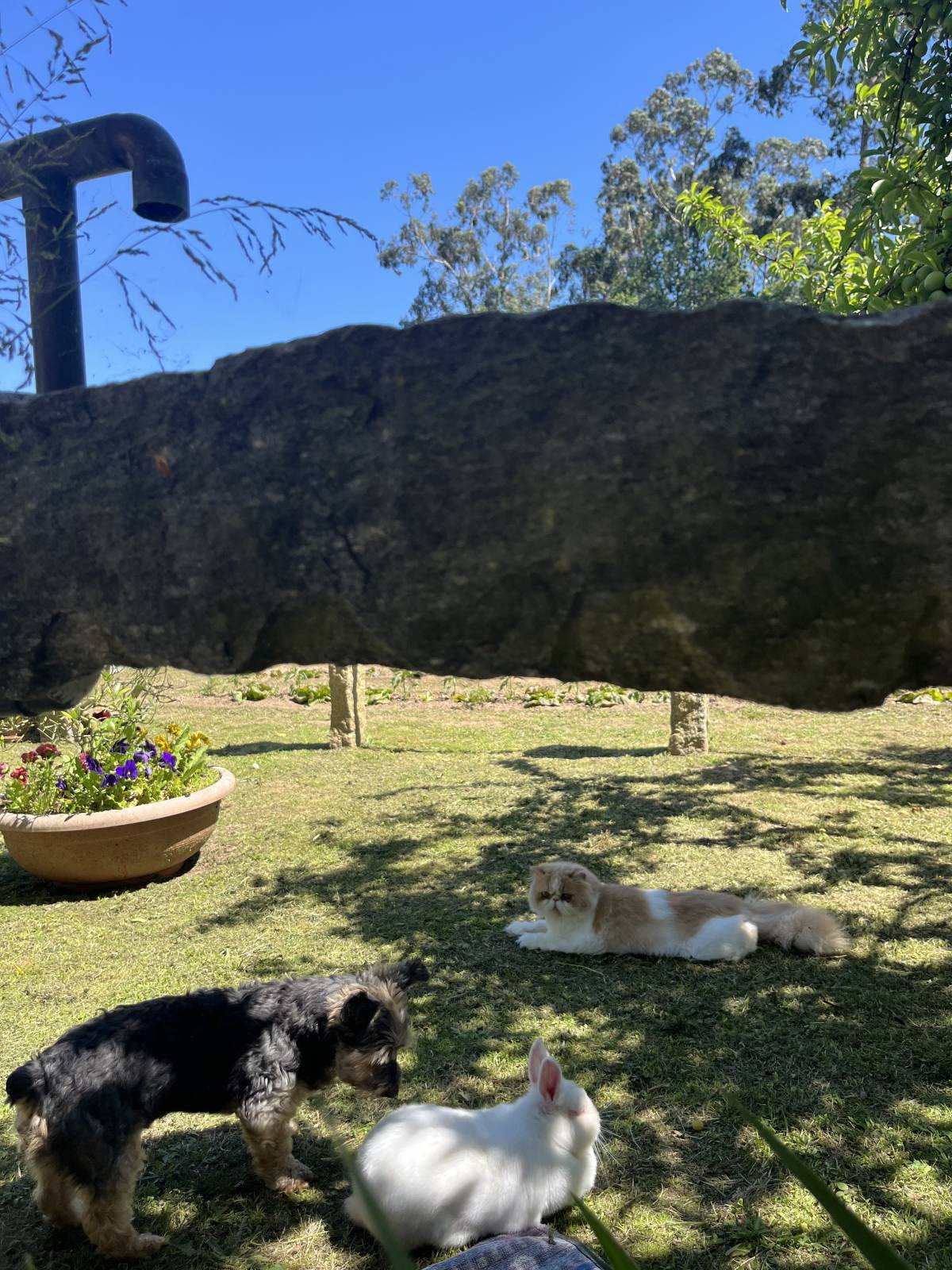 Luísa Amaro - Vila Nova de Cerveira - Dog Walking
